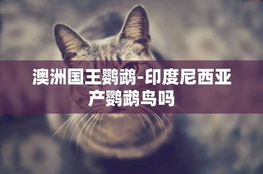 澳洲國王鸚鵡-印度尼西亞產鸚鵡鳥嗎