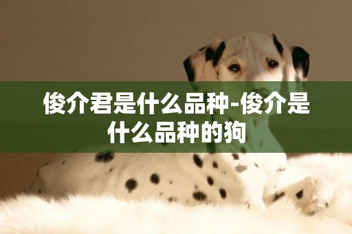 俊介君是什么品種-俊介是什么品種的狗