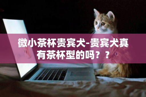 微小茶杯貴賓犬-貴賓犬真有茶杯型的嗎？？
