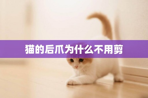 貓的后爪為什么不用剪