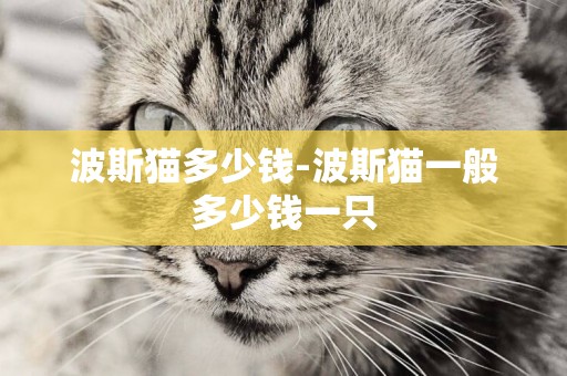 波斯貓多少錢-波斯貓一般多少錢一只