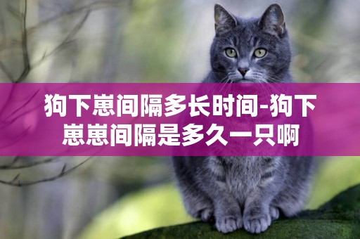 狗下崽間隔多長時間-狗下崽崽間隔是多久一只啊