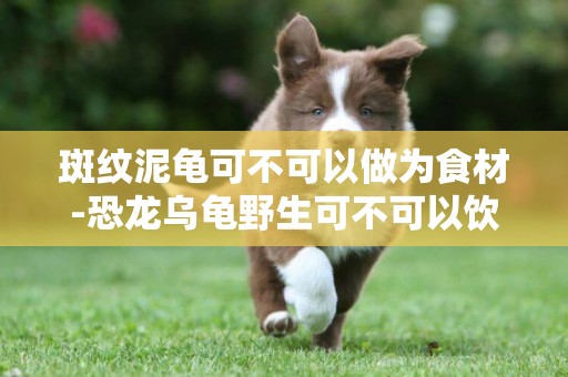 斑紋泥龜可不可以做為食材-恐龍烏龜野生可不可以飲食