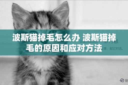 波斯貓掉毛怎么辦 波斯貓掉毛的原因和應對方法