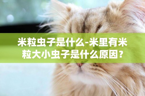 米粒蟲子是什么-米里有米粒大小蟲子是什么原因？