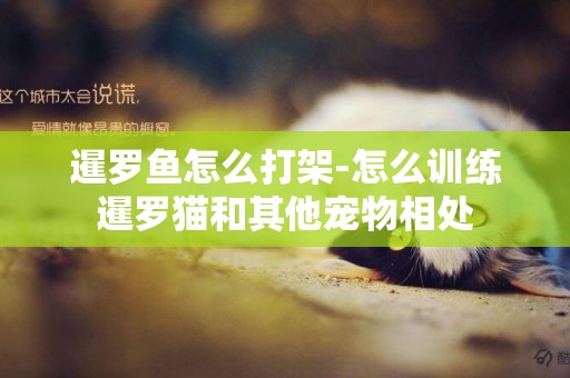 暹羅魚怎么打架-怎么訓練暹羅貓和其他寵物相處