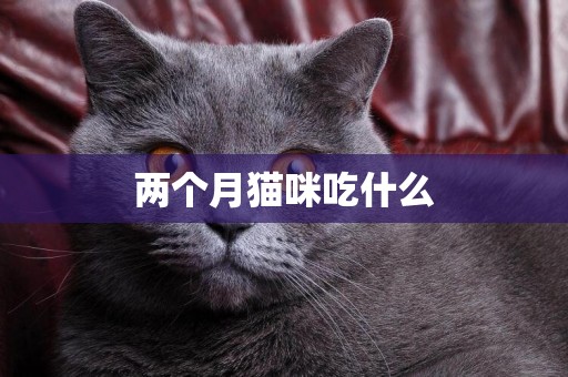 兩個月貓咪吃什么