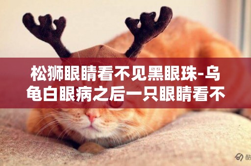 松獅眼睛看不見黑眼珠-烏龜白眼病之后一只眼睛看不見