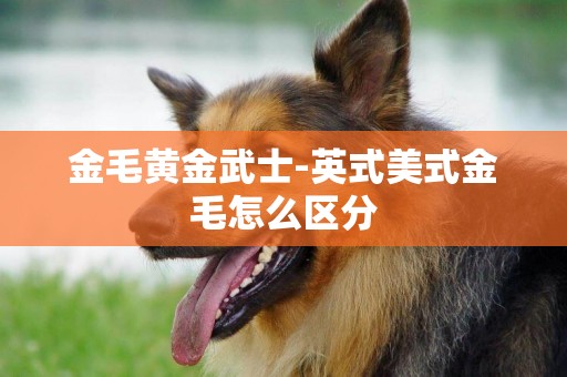金毛黃金武士-英式美式金毛怎么區分