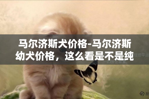 馬爾濟斯犬價格-馬爾濟斯幼犬價格，這么看是不是純種啊？