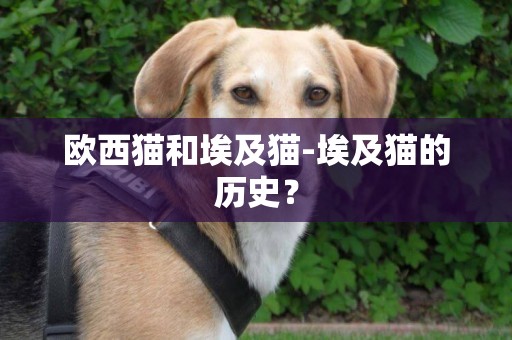 歐西貓和埃及貓-埃及貓的歷史？
