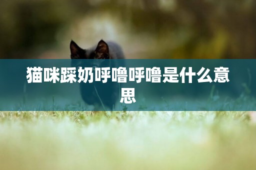 貓咪踩奶呼嚕呼嚕是什么意思