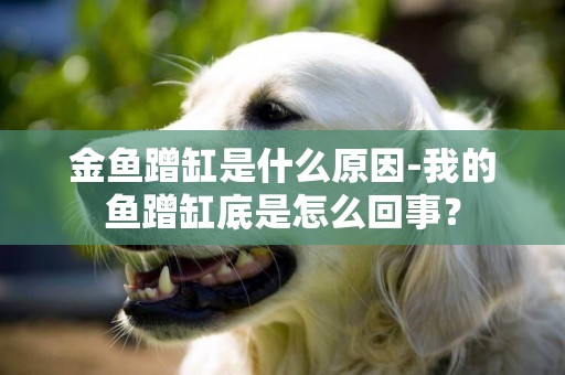 金魚蹭缸是什么原因-我的魚蹭缸底是怎么回事？