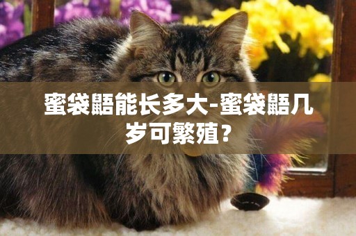 蜜袋鼯能長多大-蜜袋鼯幾歲可繁殖？