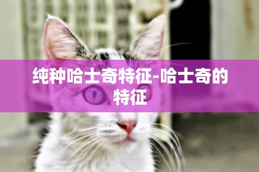 純種哈士奇特征-哈士奇的特征