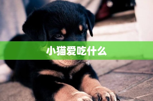 小貓愛吃什么