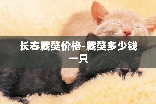 長春藏獒價格-藏獒多少錢一只