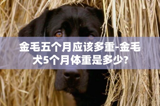 金毛五個月應該多重-金毛犬5個月體重是多少?