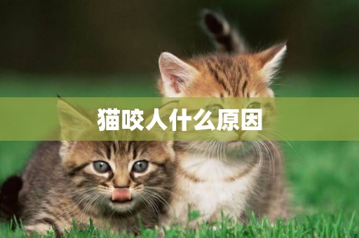 貓咬人什么原因