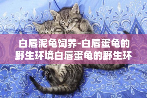 白唇泥龜飼養-白唇蛋龜的野生環境白唇蛋龜的野生環境