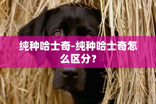 純種哈士奇-純種哈士奇怎么區分？