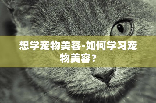 想學寵物美容-如何學習寵物美容？