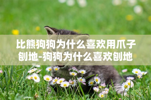 比熊狗狗為什么喜歡用爪子刨地-狗狗為什么喜歡刨地？