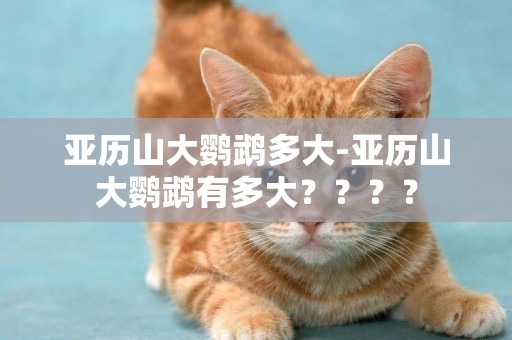 亞歷山大鸚鵡多大-亞歷山大鸚鵡有多大？？？？