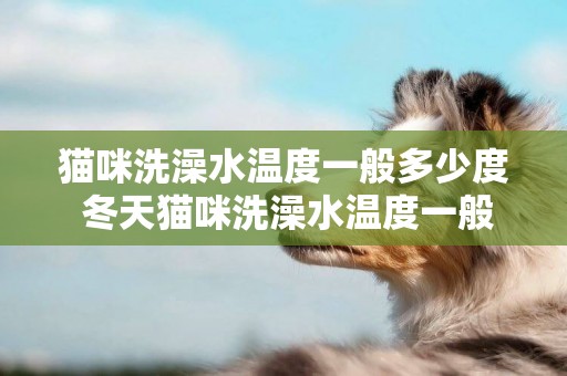 貓咪洗澡水溫度一般多少度 冬天貓咪洗澡水溫度一般多少度