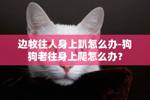 邊牧往人身上趴怎么辦-狗狗老往身上爬怎么辦？