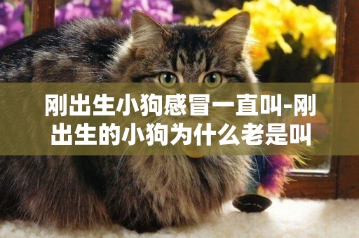 剛出生小狗感冒一直叫-剛出生的小狗為什么老是叫