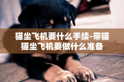 貓坐飛機要什么手續-帶貓貓坐飛機要做什么準備