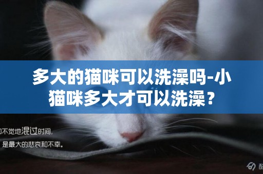 多大的貓咪可以洗澡嗎-小貓咪多大才可以洗澡？
