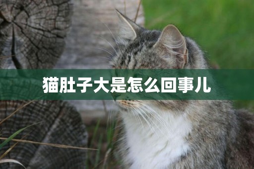 貓肚子大是怎么回事兒
