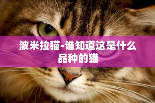 波米拉貓-誰知道這是什么品種的貓