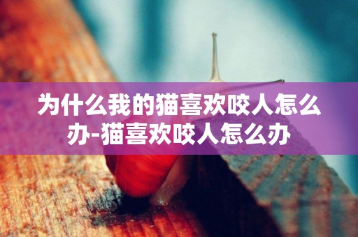 為什么我的貓喜歡咬人怎么辦-貓喜歡咬人怎么辦