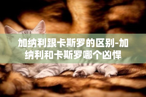 加納利跟卡斯羅的區別-加納利和卡斯羅哪個兇悍