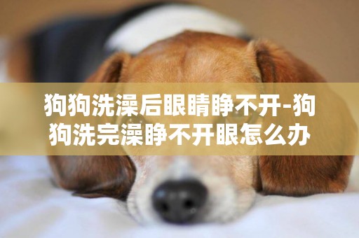 狗狗洗澡后眼睛睜不開-狗狗洗完澡睜不開眼怎么辦
