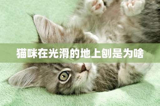 貓咪在光滑的地上刨是為啥