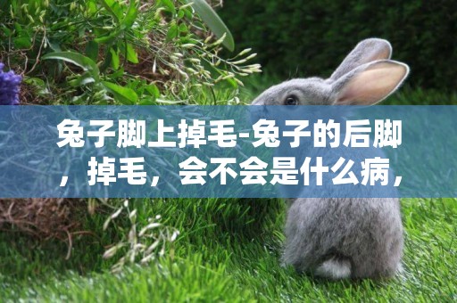 兔子腳上掉毛-兔子的后腳，掉毛，會不會是什么病，