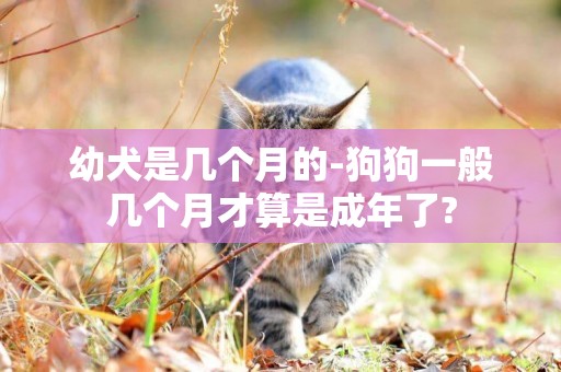 幼犬是幾個月的-狗狗一般幾個月才算是成年了?