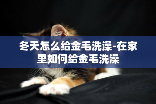 冬天怎么給金毛洗澡-在家里如何給金毛洗澡