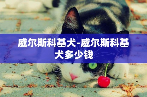 威爾斯科基犬-威爾斯科基犬多少錢