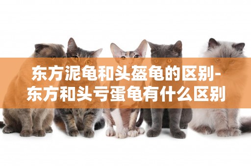 東方泥龜和頭盔龜的區別-東方和頭虧蛋龜有什么區別
