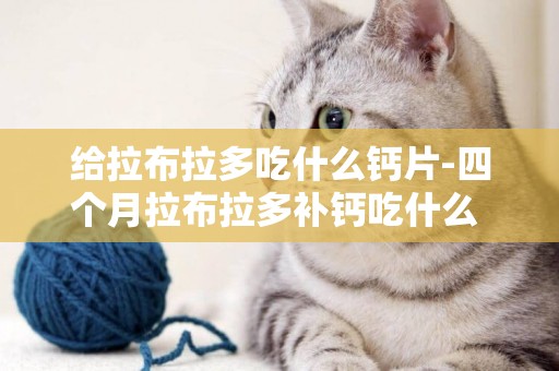 給拉布拉多吃什么鈣片-四個月拉布拉多補鈣吃什么 ？