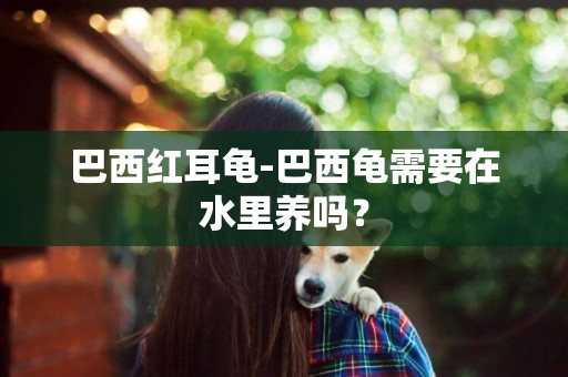 巴西紅耳龜-巴西龜需要在水里養嗎？