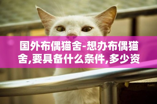 國外布偶貓舍-想辦布偶貓舍,要具備什么條件,多少資金