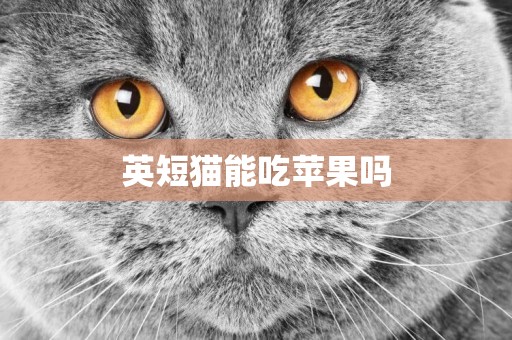 英短貓能吃蘋果嗎