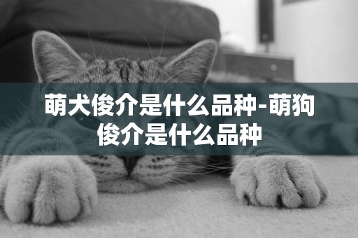 萌犬俊介是什么品種-萌狗俊介是什么品種