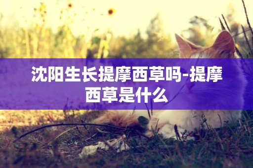 沈陽生長提摩西草嗎-提摩西草是什么